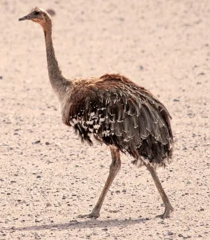 Nandu - AVES DE CHILE