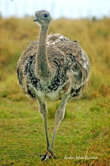 Nandu - AVES DE CHILE