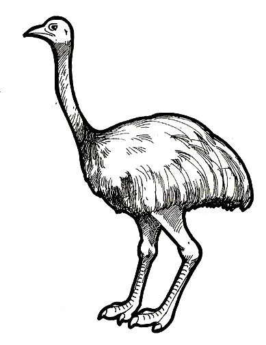 ñandu para colorear infantil - Imagui