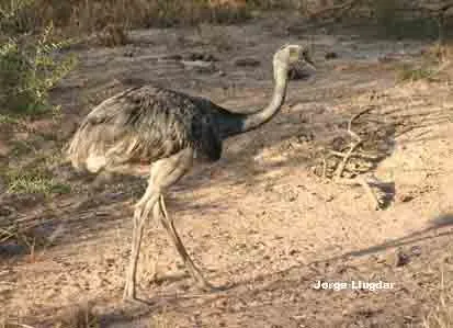 Ñandú Común (Rhea americana) – Reserva”El Itìn” – Dpto. Robles ... Ñandú Común (Rhea americana) – Reserva”El Itìn” – Dpto. Robles ...