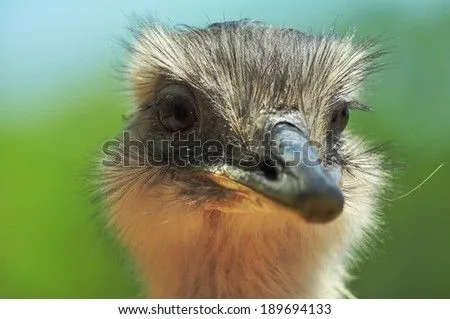 ñandú Fotos, imágenes y retratos en stock | Shutterstock ñandú Fotos, imágenes y retratos en stock | Shutterstock