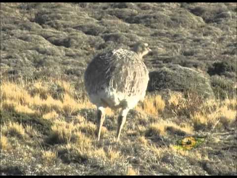 Ñandú - YouTube