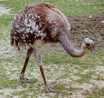 Nandu2.jpg
