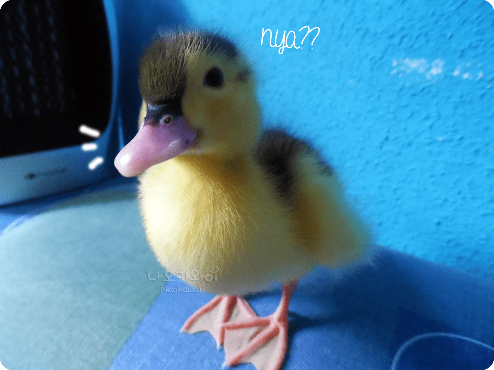ᴥ●) Naokawaii (●ᴥ● )♥: The new member of the familly ♥ Hiro ... ᴥ●) Naokawaii (●ᴥ● )♥: The new member of the familly ♥ Hiro ...