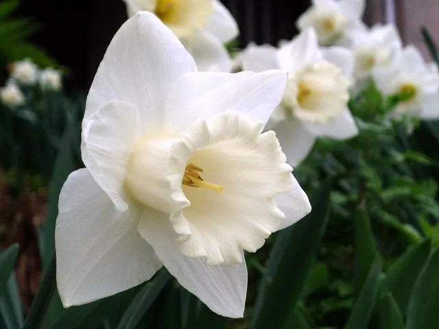 narciso blanco | Flickr - Photo Sharing!