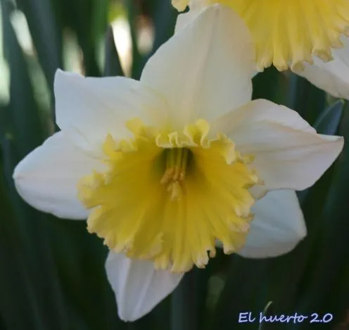 narciso corona naranja | El Huerto 2.0