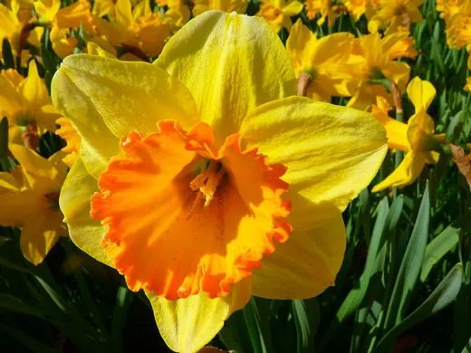 narciso-flor-tatuagem.jpg