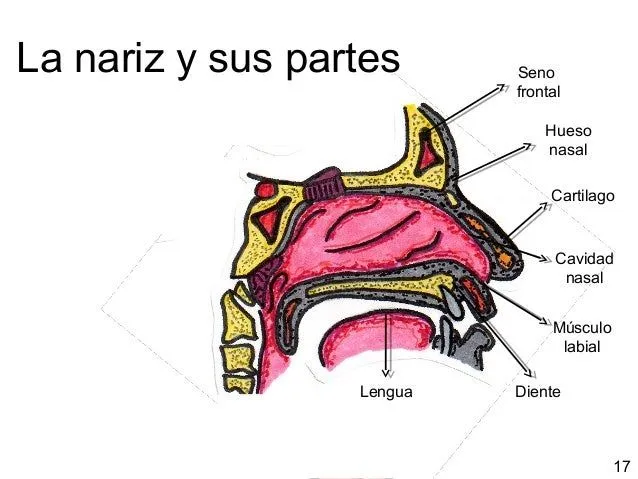 La nariz y sus partes imagenes - Imagui