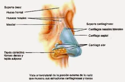 La nariz y sus partes - Imagui