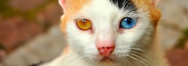 National Geographic: Mejores fondos de pantalla de gatos - Ocio