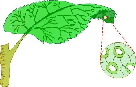 NATUBEATA: LABORATORIO: OBSERVACIÓN DE LOS ESTOMAS EN LA HOJA DE ... NATUBEATA: LABORATORIO: OBSERVACIÓN DE LOS ESTOMAS EN LA HOJA DE ...