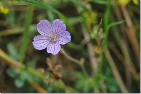Natura Xilocae: octubre 2013
