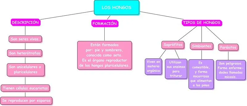 Mapa conceptual de la germinacion de la planta - Imagui