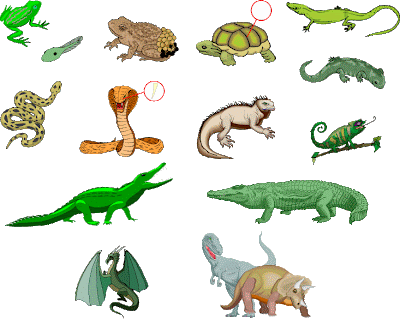 Imagenes animales con escamas - Imagui