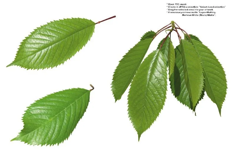 Naturaleza y Medio Ambiente: Catálogo de Hojas de plantas en PSD Naturaleza y Medio Ambiente: Catálogo de Hojas de plantas en PSD