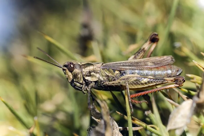 Naturaleza aragonesa: Ortópteros (Grillos, Saltamontes, Langostas ...