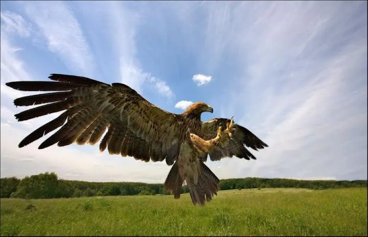 NATURALEZA ASOMBROSA – AGUILA vs ZORRO | La Aldea Irreductible NATURALEZA ASOMBROSA – AGUILA vs ZORRO | La Aldea Irreductible