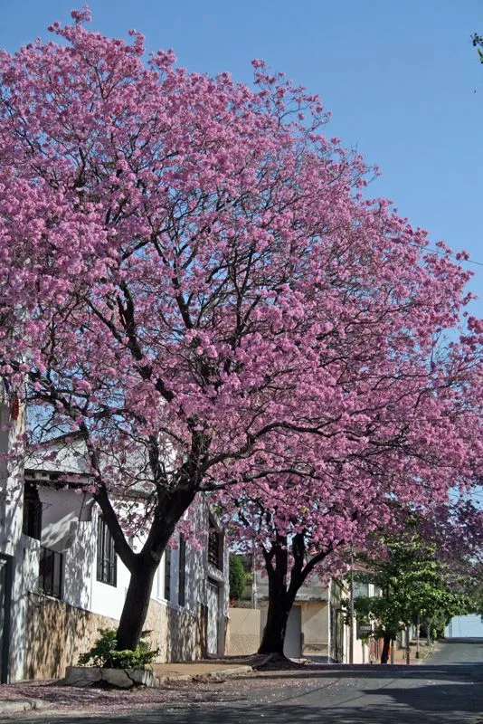 Cuando la naturaleza colorea a Asunción - Página 3 - SkyscraperCity