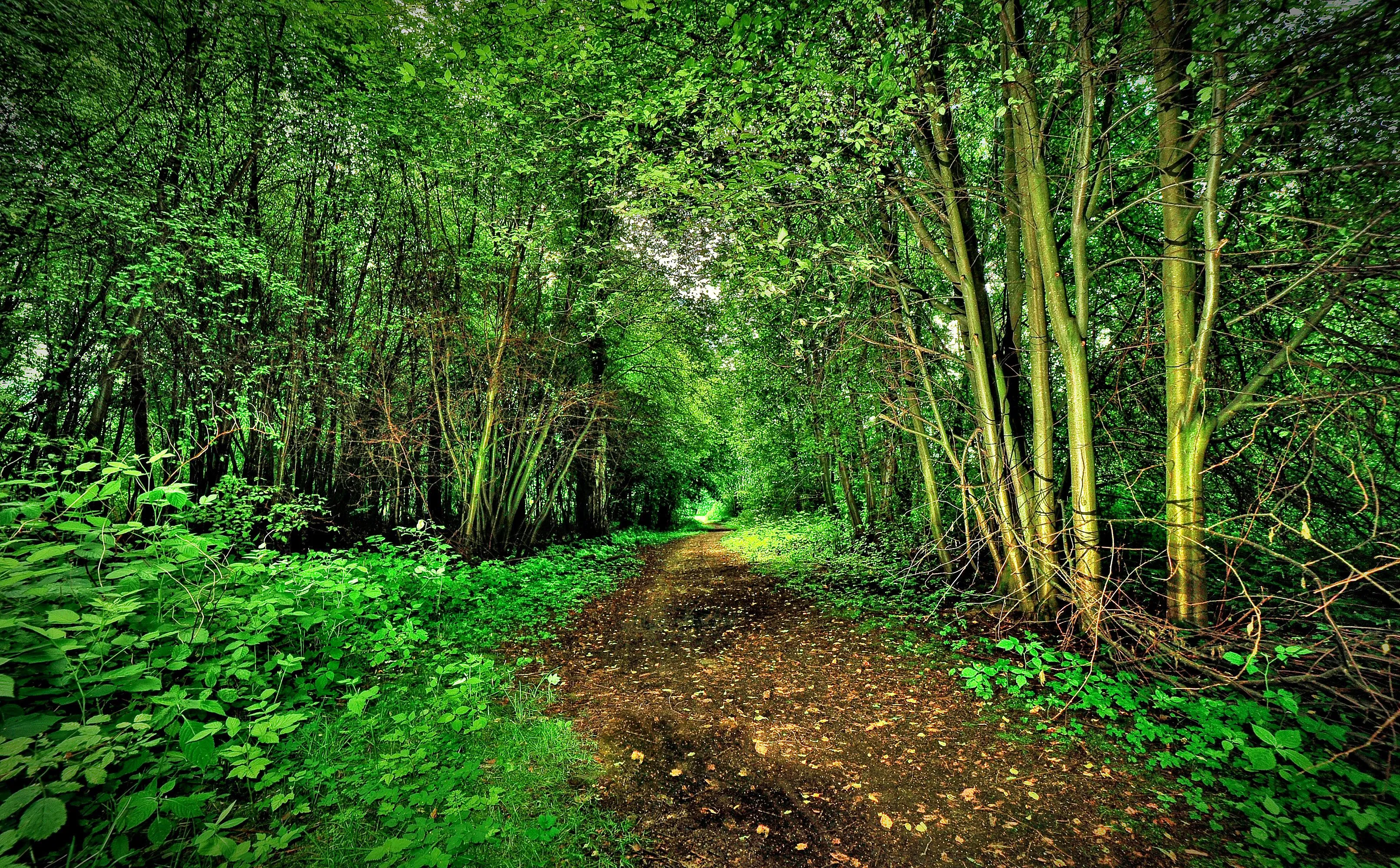 Naturaleza hermosa del bosque. Descarga imágenes de alta ...