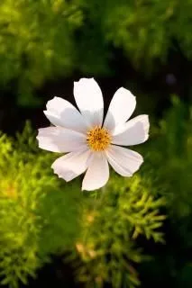 la naturaleza hermosa Flor de Mayo | Descargar Fotos gratis la naturaleza hermosa Flor de Mayo | Descargar Fotos gratis