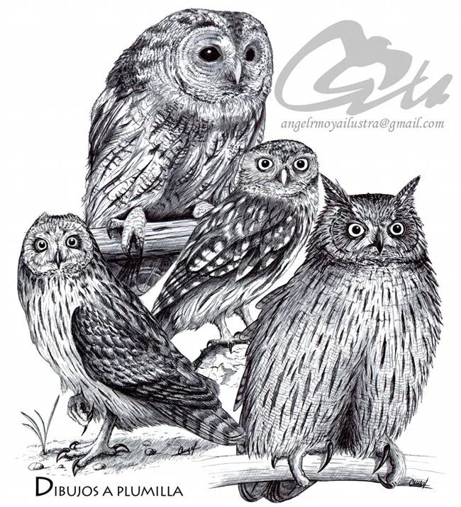 Naturaleza Ilustrada - Wildlife Art-Paleontological illustration ... Naturaleza Ilustrada - Wildlife Art-Paleontological illustration ...