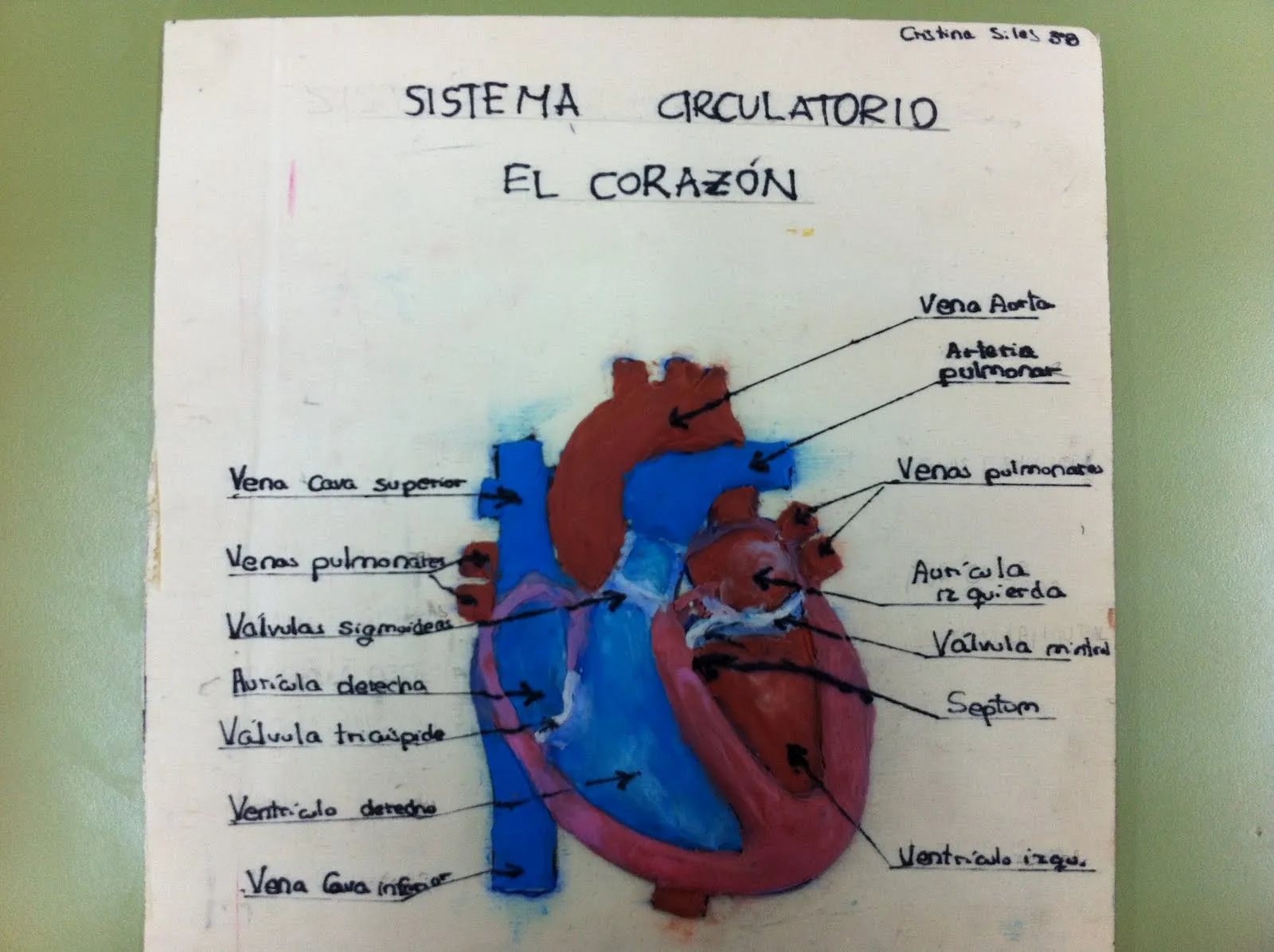 Hay que ver como está la naturaleza !: Modelo de plastilina del corazón. Cristina Siles. 3º ESO-B.