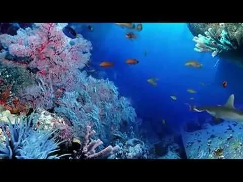 NATURALEZA EN MOVIMIENTO EN EL OCÉANO - YouTube