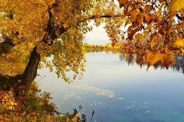 naturaleza otoño árboles hierba oro paisaje río | Descargar Fotos ...