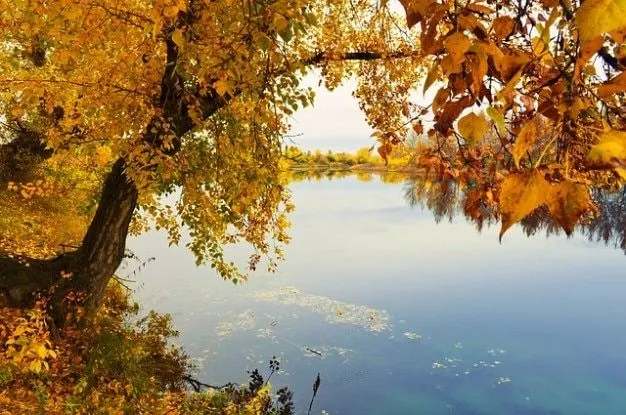 naturaleza otoño árboles hierba oro paisaje río | Descargar Fotos ... naturaleza otoño árboles hierba oro paisaje río | Descargar Fotos ...