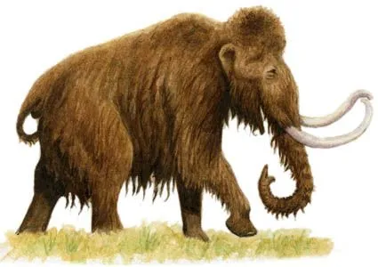 Naturaleza Primigenia: El mamut lanudo en la península Ibérica