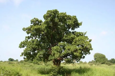 Naturaleza a raudales: Karité. El árbol de mantequilla Naturaleza a raudales: Karité. El árbol de mantequilla
