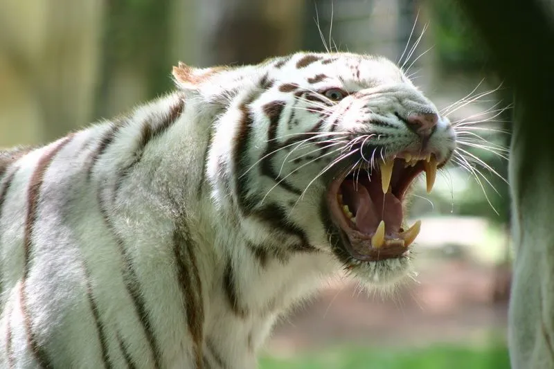 NATURALEZA SALVAJE: ANIMALES CARNÍVOROS