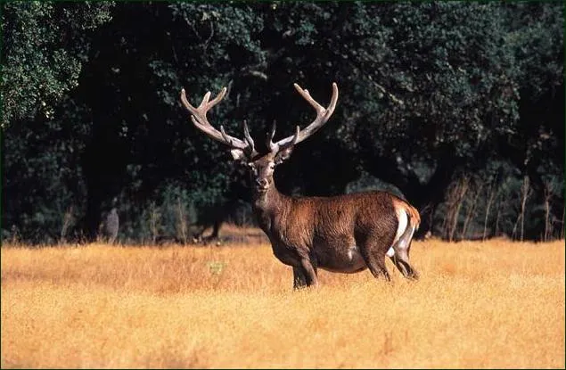 NATURALEZA SALVAJE: ANIMALES HERBÍVOROS