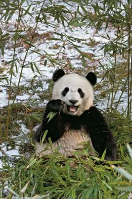 NATURALEZA SALVAJE: ANIMALES HERBÍVOROS
