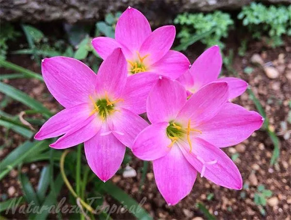 Naturaleza Tropical: Flores bellas, los duendecillos o brujitas