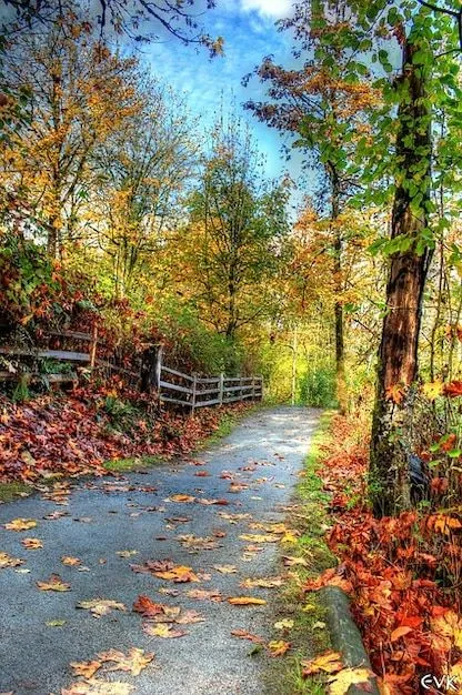 naturaleza vibrantes colores del otoño paisaje rastro | Descargar ...