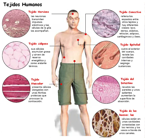 Imagenes de tejidos - Imagui