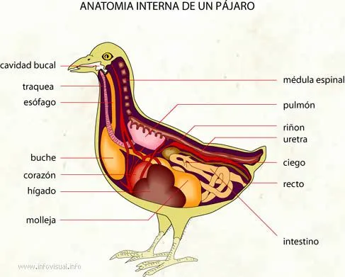 Naturaleza Viva : junio 2012