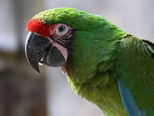 NaturaLista · Guacamaya verde (Ara militaris)