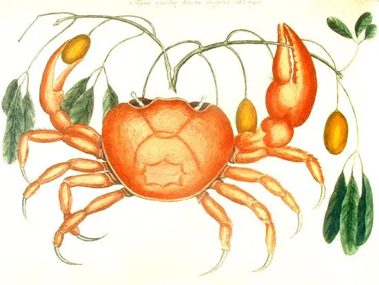 Los naturalistas y el dibujo de la naturaleza | Pintura y Artistas Los naturalistas y el dibujo de la naturaleza | Pintura y Artistas