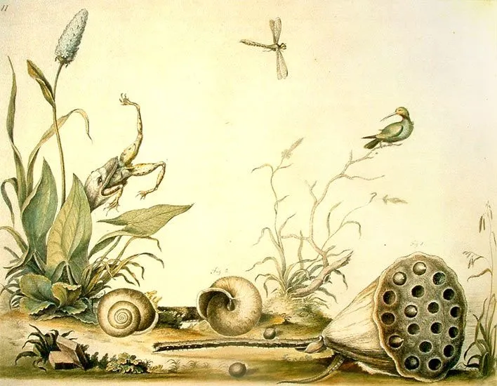 Los naturalistas y el dibujo de la naturaleza | Pintura y Artistas