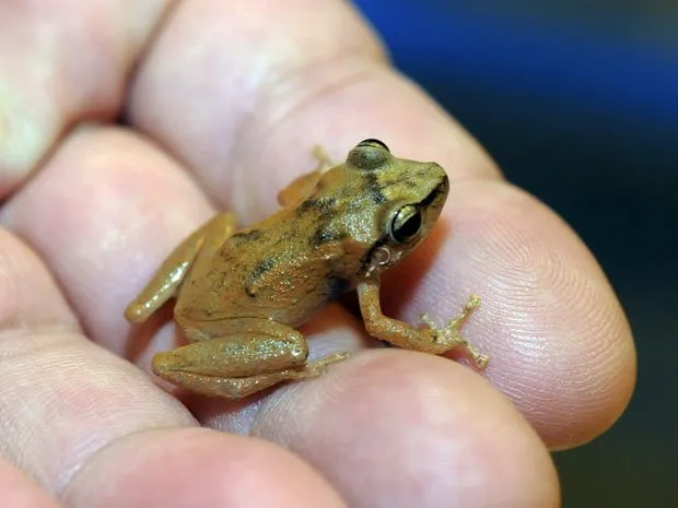 Natureza - Espécie de rã 'invade' ilhas do Havaí e preocupa ...