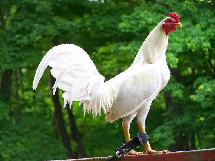 Las navajas de juego y sus dimensiones | Ver Fotos de Gallos de ... Las navajas de juego y sus dimensiones | Ver Fotos de Gallos de ...