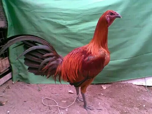 Navajero peruano | gallos finos | Pinterest Navajero peruano | gallos finos | Pinterest