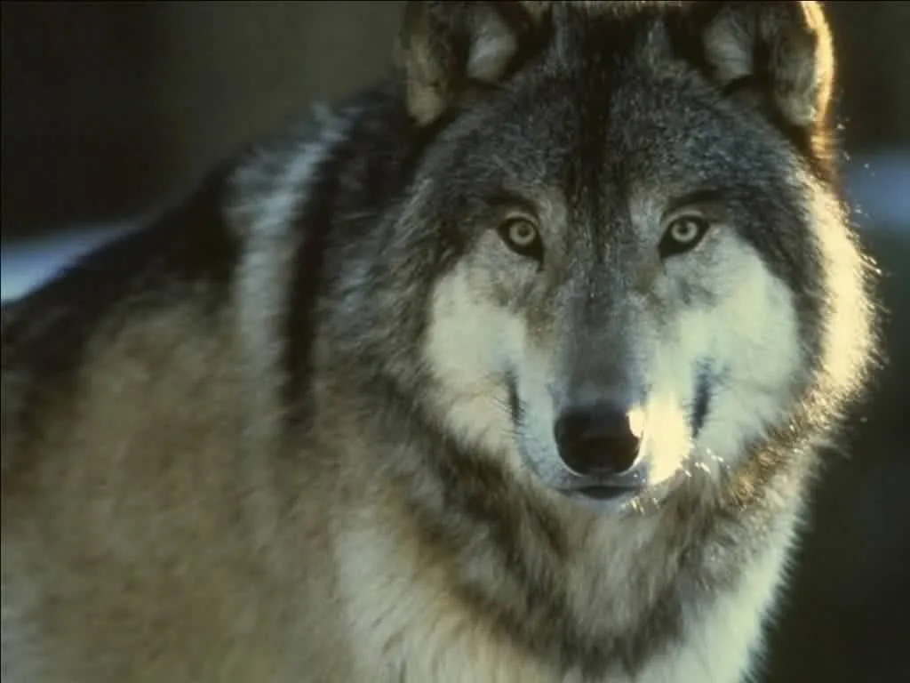 Navegante do Infinito: Las montañas del lobo Navegante do Infinito: Las montañas del lobo