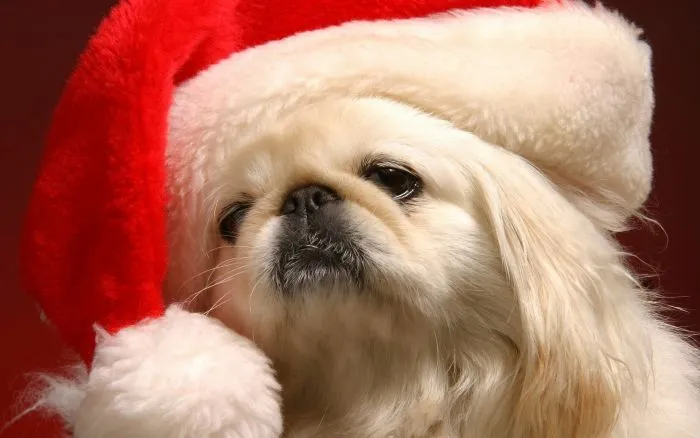 Imágenes GIF de perros en Navidad