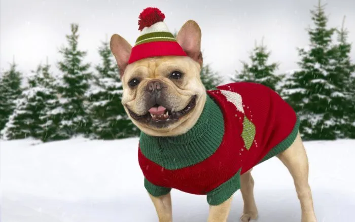 navidad-animales-perros-013.jpg