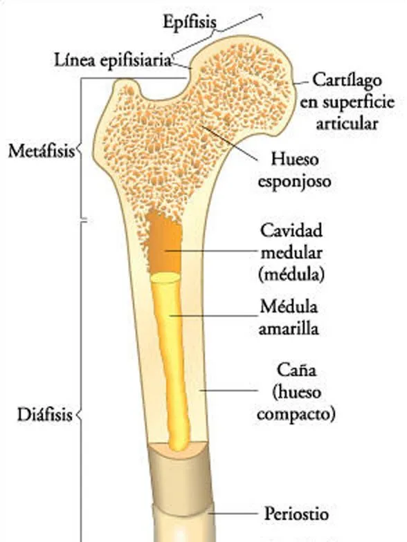 El Neandertal tonto ¡qué timo!: septiembre 2012