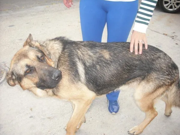Se necesita acogida o adopción para un pastor alemán que está en ...