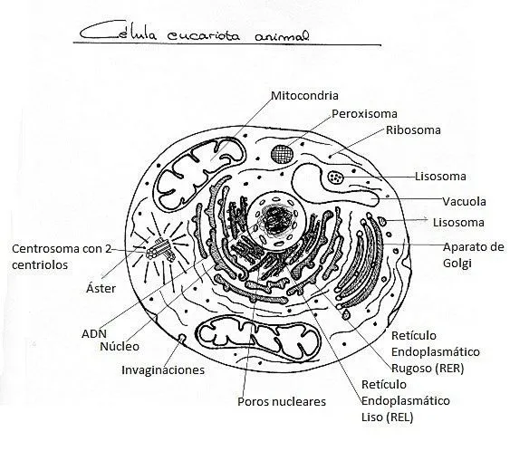 NECESITO DOS IMAGENES PARA COLOREAR DE LAS CELULAS... - Misdeberes ... NECESITO DOS IMAGENES PARA COLOREAR DE LAS CELULAS... - Misdeberes ...